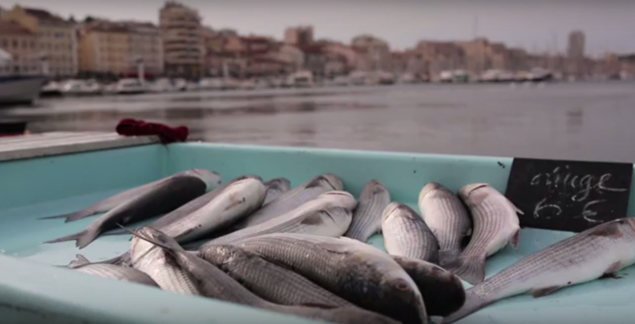 I pescatori di fronte alle sfide della biodiversità