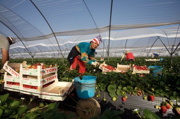 Migrants de l’agriculture, les oubliés de la précarité