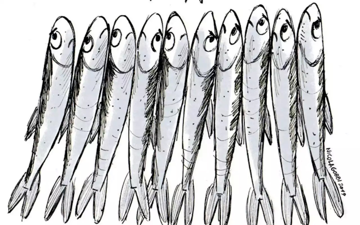 Les sardines se mettent en mouvement !