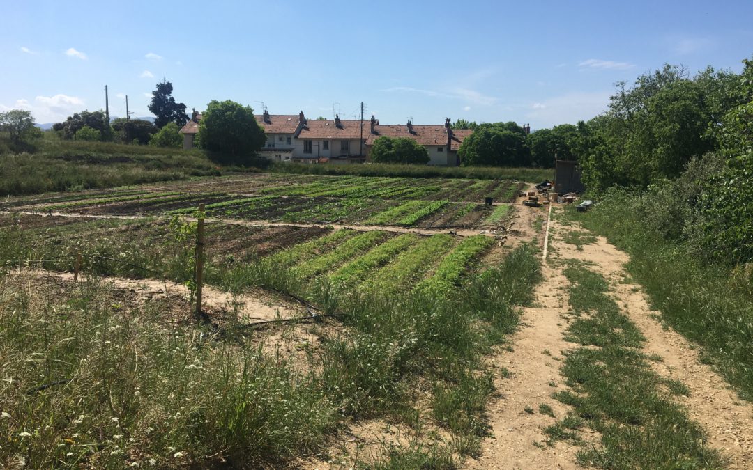 En route vers l’alimentation durable