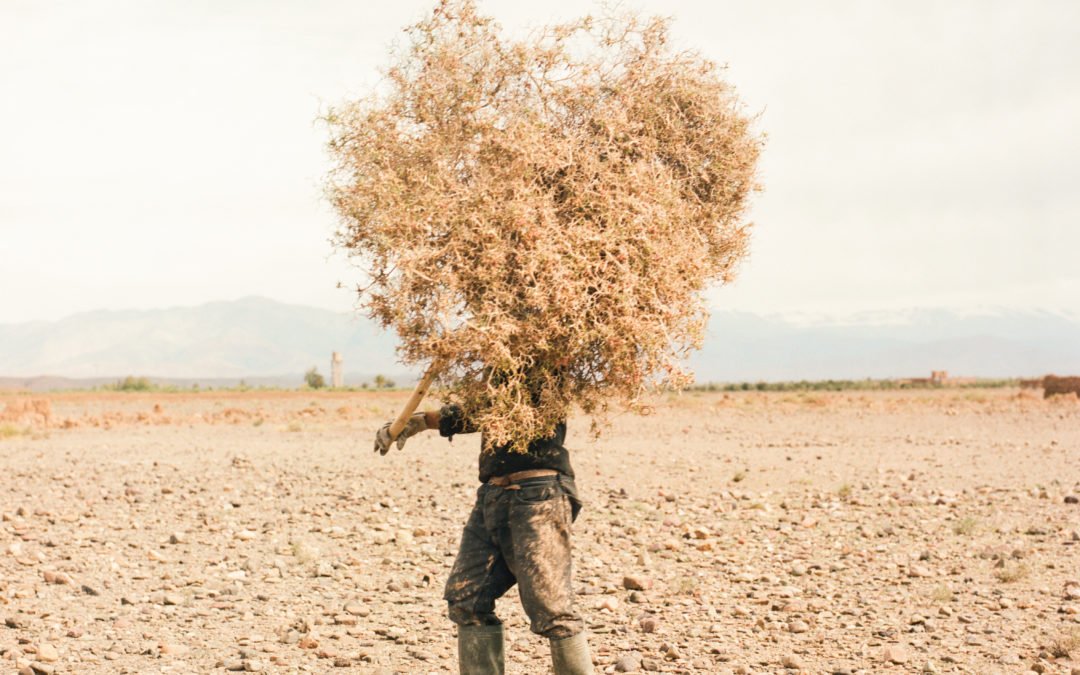 « Les plans de développement agricole qui sont établis au Maghreb ne sont pas à la hauteur des défis climatiques »