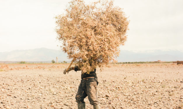 « Les plans de développement agricole qui sont établis au Maghreb ne sont pas à la hauteur des défis climatiques »