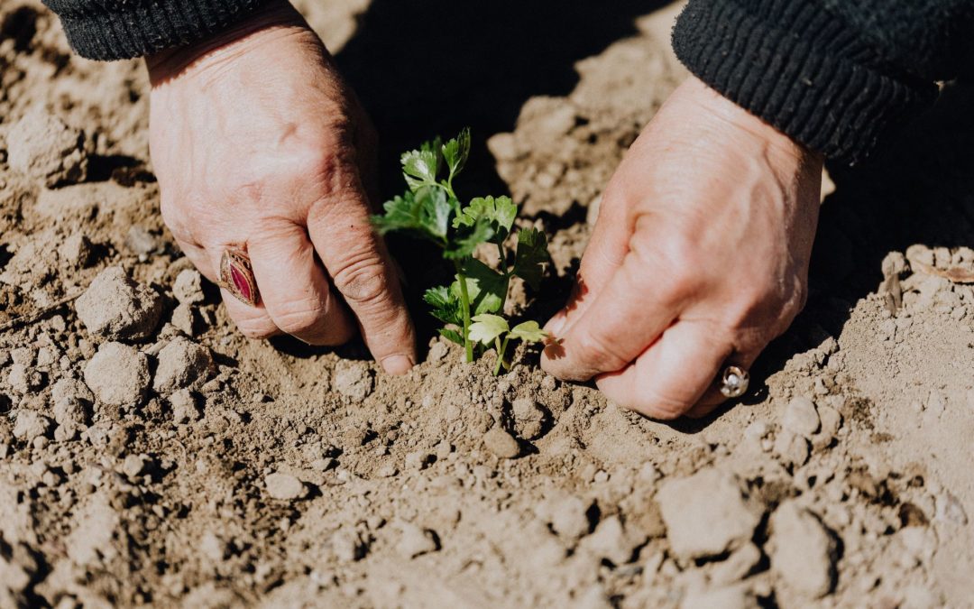 Mathieu Courgeau : « En France, en moyenne, 74% du revenu des agriculteurs dépendent des aides de la PAC»