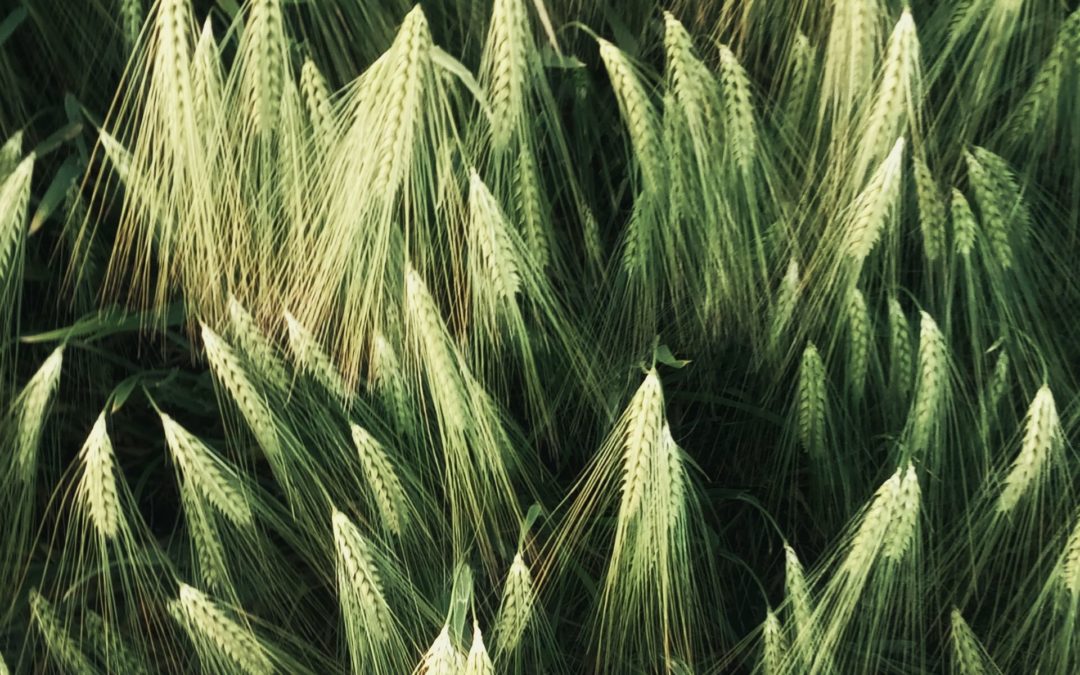 De Bruxelles aux champs de blé, une enquête dessinée sur les semences anciennes et leurs enjeux politiques et financiers