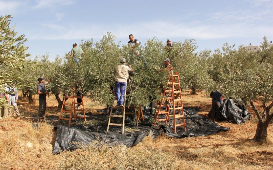 Dénoncer l’accaparement des terres, un enjeu crucial pour la souveraineté alimentaire des Palestiniens