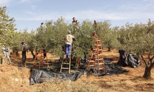 Dénoncer l’accaparement des terres, un enjeu crucial pour la souveraineté alimentaire des Palestiniens