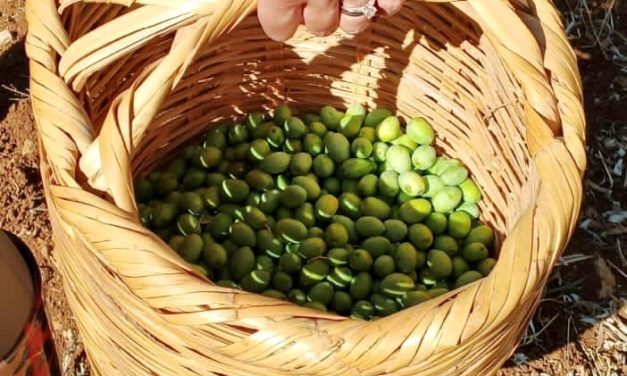 Au Liban, une huile d’olive classée meilleur cru 2023