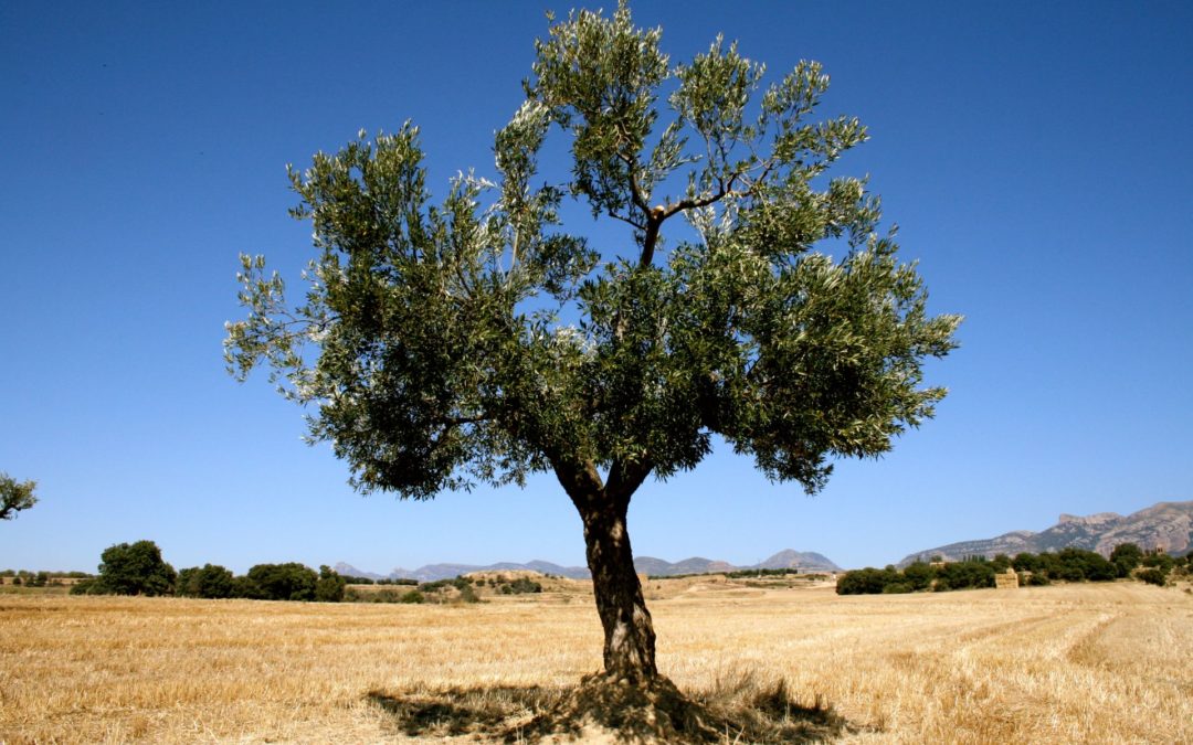 « En Espagne, la très grande difficulté du secteur oléicole vient notamment du changement de modèle de production vers un système intensif »