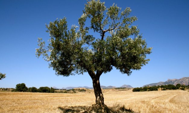 « En Espagne, la très grande difficulté du secteur oléicole vient notamment du changement de modèle de production vers un système intensif »