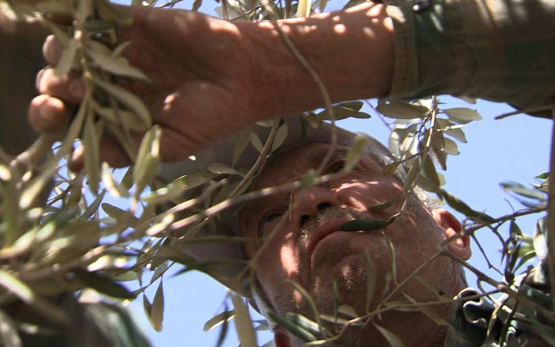 En Méditerranée, les oliviers fragilisés par le réchauffement climatique